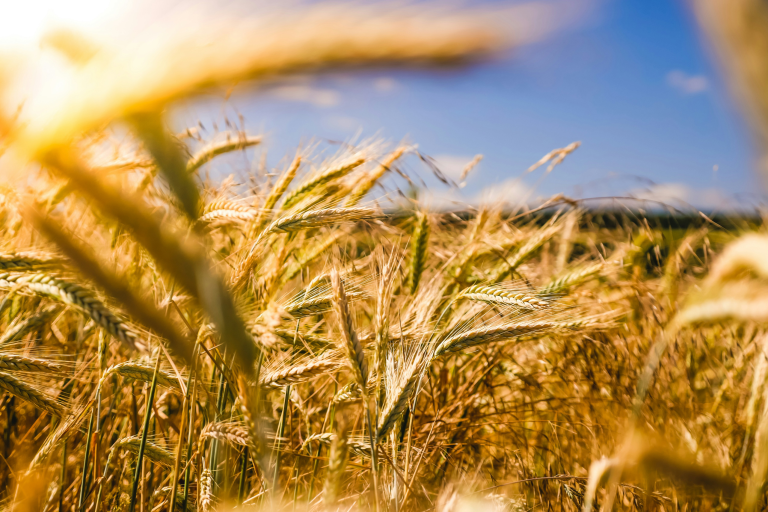 Agriculture in Nigeria: A Triad of Surveys, Trainings, and Partnerships