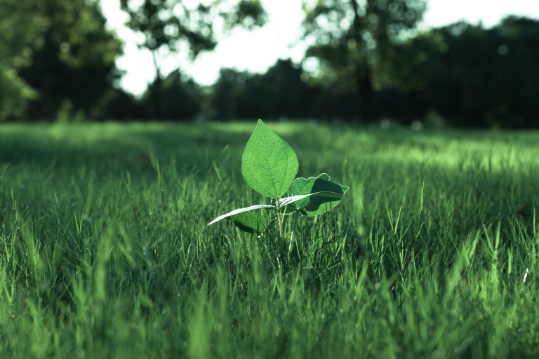 Ensuring Sustainable Investments: How DNSH and Climate Proofing Shape EU Financial Instruments
