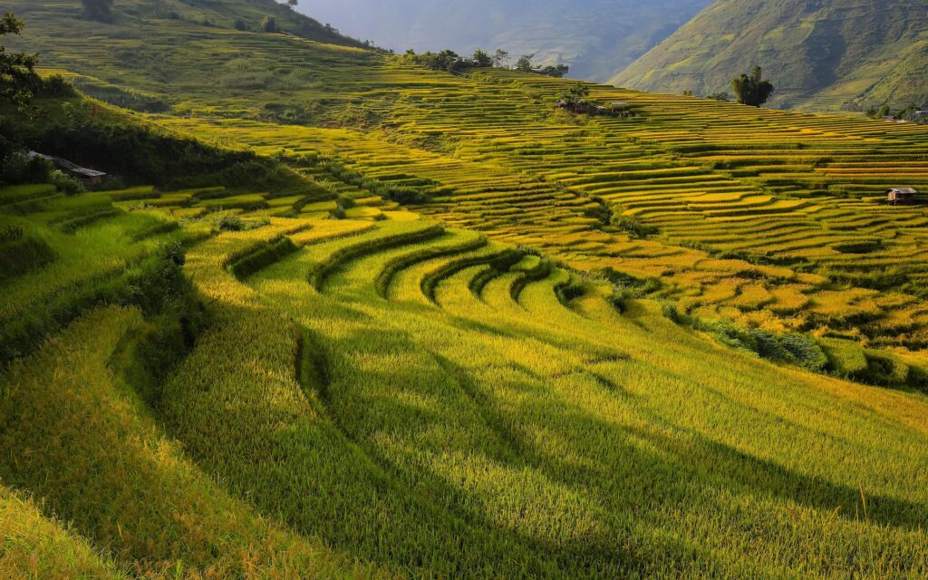 Terraced field in the mountains on a sunny day.
